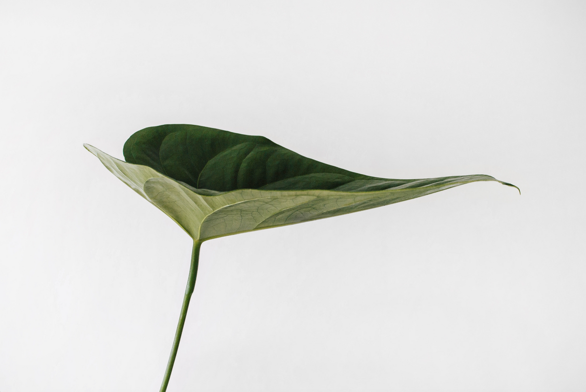 Biobased Products 101: USDA Biopreferred & Certified
